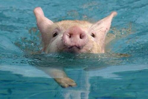 Swimming pig in crystal clear Caribbean waters